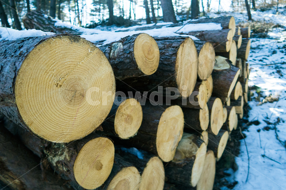 자연,풍경,나무,뗄감,통나무,겨울,계절,winter,season,나무,trees,wood