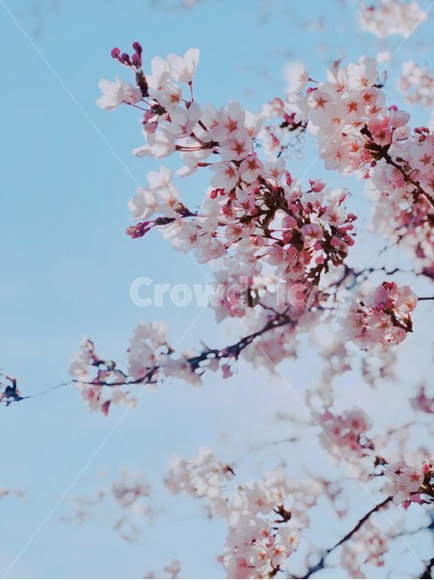 봄,벚꽃,cherryblossom,봄날,벚꽃엔딩,꽃,식물,flower