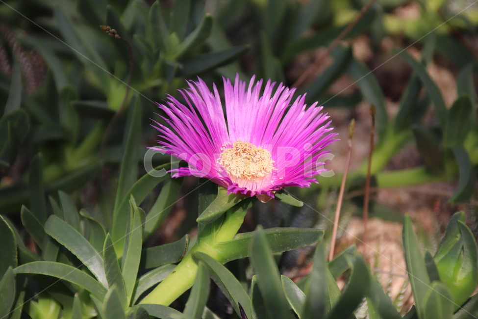 선인장,꽃,선인장꽃,자연,수목원,식물,자연,plants,nature,꽃,flower