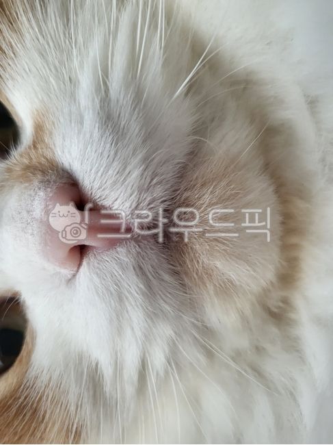 주둥이,고양이,동물,애완동물,포유류