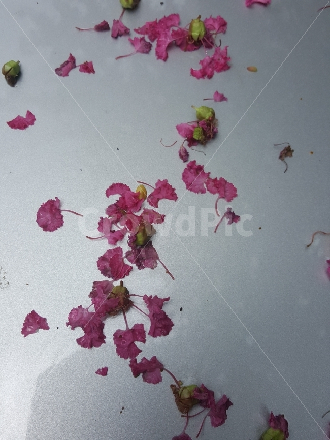 꽃잎,꽃,배롱나무꽃,분홍,에스자,식물,자연,plants,nature,꽃,flower