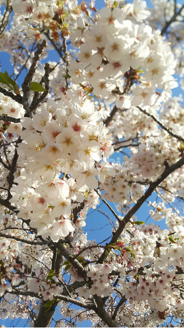 벚꽃,봄,꽃,만개,꽃송이,봄,계절,spring,season,plant,식물,flower,blossom,cherry blossom