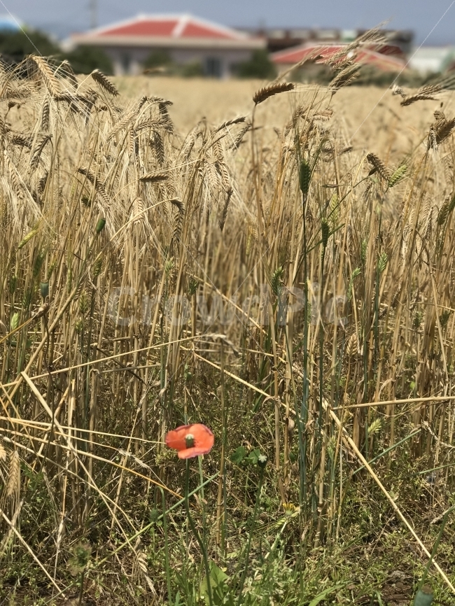 자연,감성,풍경,제주,원본,무보정,식물,자연,plants,nature,감성,sensible,feeling
