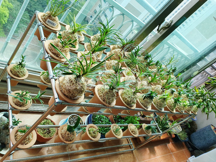 식물,plant,화분,난,베란다,조경