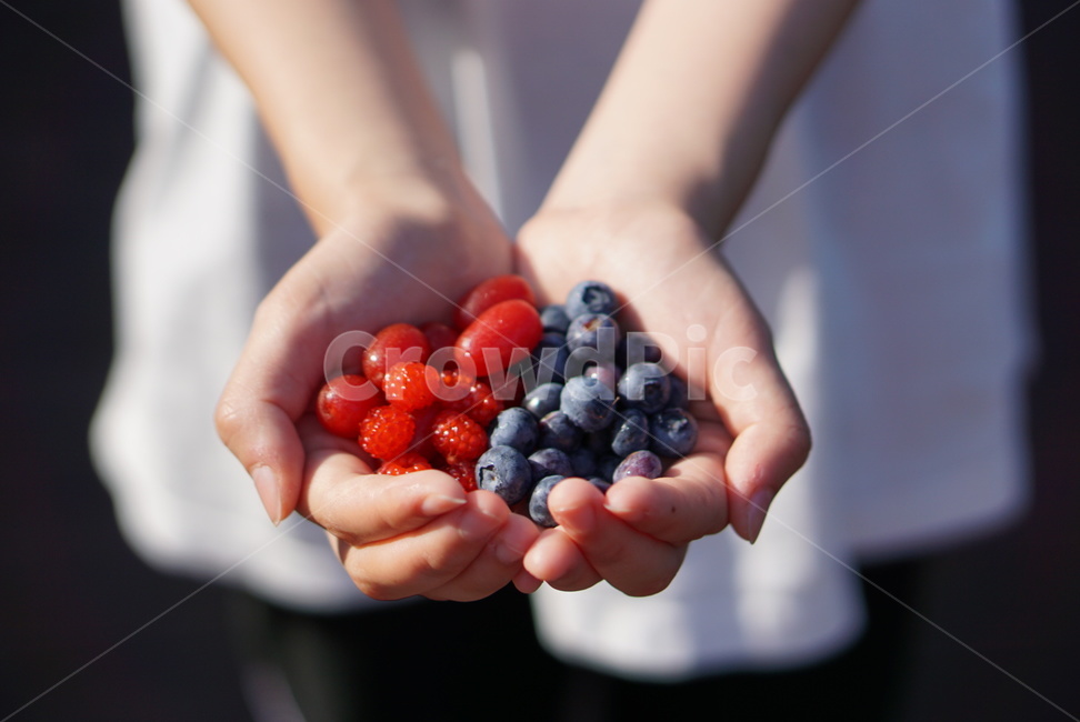 블루베리,산딸기,베리,blueberry,과일,손,여름과일,human,person,food,fruit,사람,사람손,신체일부,몸,body,과일,열매,fruit