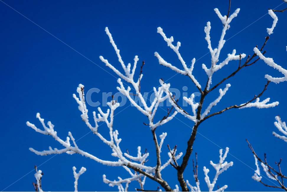 나무,눈꽃,꽃,식물,겨울,겨울,계절,winter,season,식물,자연,plants,nature,나무,trees,wood