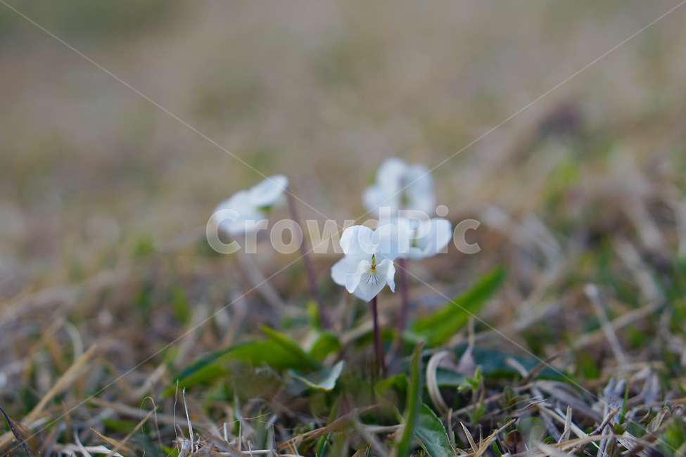 plant,식물,blossom,꽃,flower,제비꽃,violet