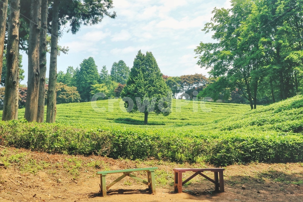 보성,녹차밭,풍경,자연,landscape,nature,자연,풍경,nature,landscape,한국자연풍경,한국자연경관,korea nature landscape,식물,plants,나무,trees,wood,감성,sensible,feeling,휴식,힐링,rest,relaxation,healing,plant,tree