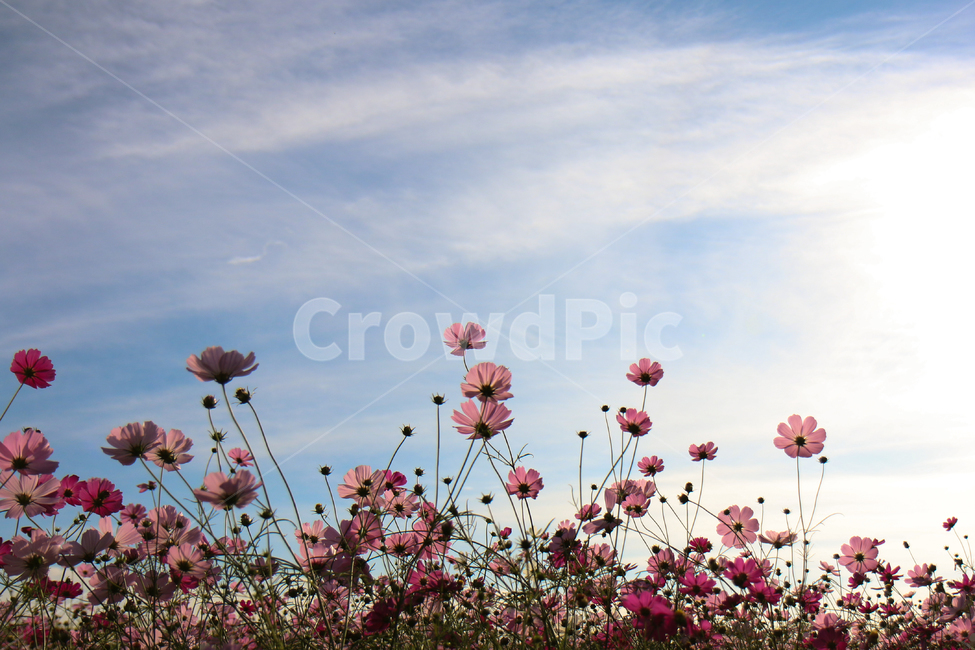 가을,가을감성,코스모스,자연,꽃,분홍색,핑크색,가을,계절,fall,autumn,season,자연,풍경,nature,landscape,식물,plants,꽃,flower,plant,blossom