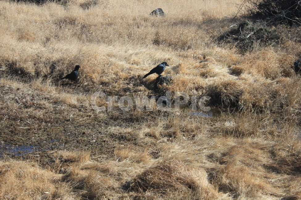 새,겨울,자연,수풀,갈대,동물,animal,조류,새,birds