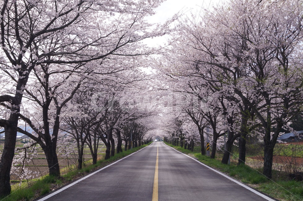 벚꽃,꽃길,고흥만벗꽃길,벚꽃터널,꽃,봄꽃,봄,계절,spring,season,자연,풍경,nature,landscape,한국자연풍경,한국자연경관,korea nature landscape,식물,plants,나무,trees,wood,asphalt,아스팔트,plant
