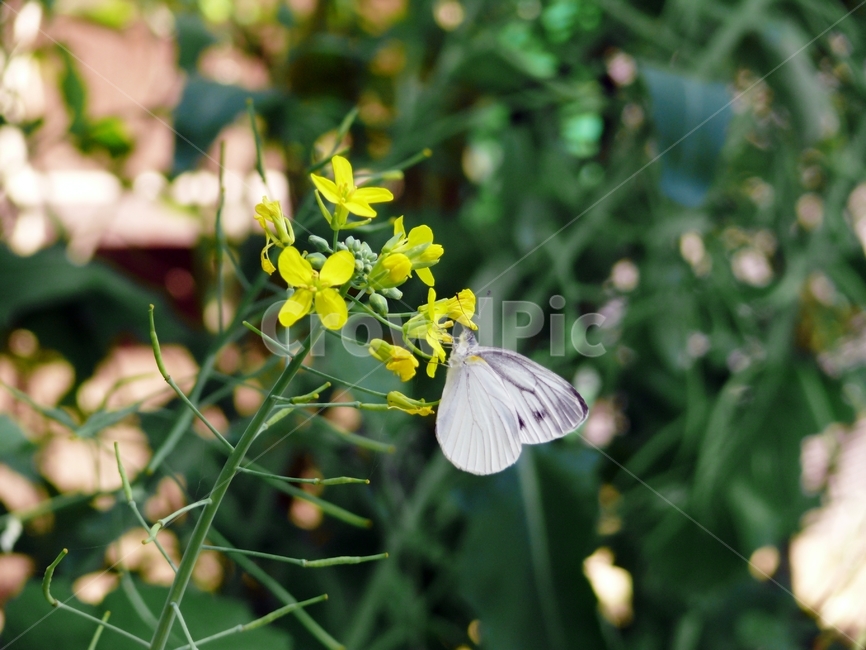 나비,꽃,흰나비,하얀나비,자연,산,꽃과나비,봄,계절,spring,season,식물,자연,plants,nature,꽃,flower,동물,animal,곤충,벌레,insect,bug,plant
