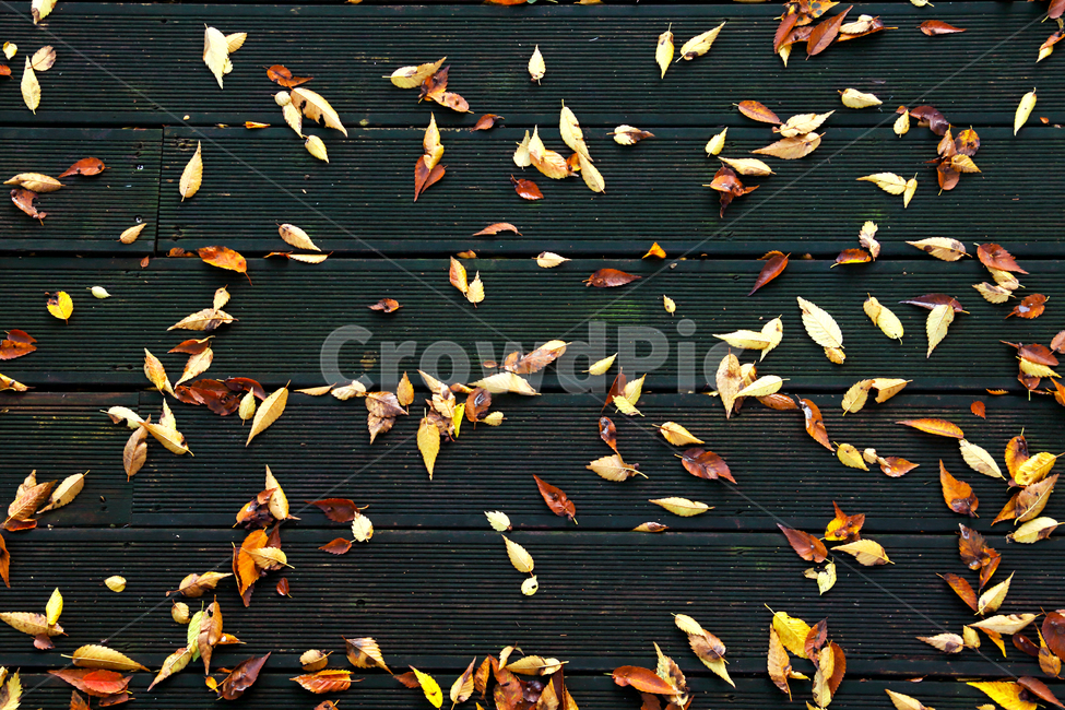 낙엽,가을,배경,나뭇잎,단풍,외로움,쓸쓸한,가을,계절,fall,autumn,season