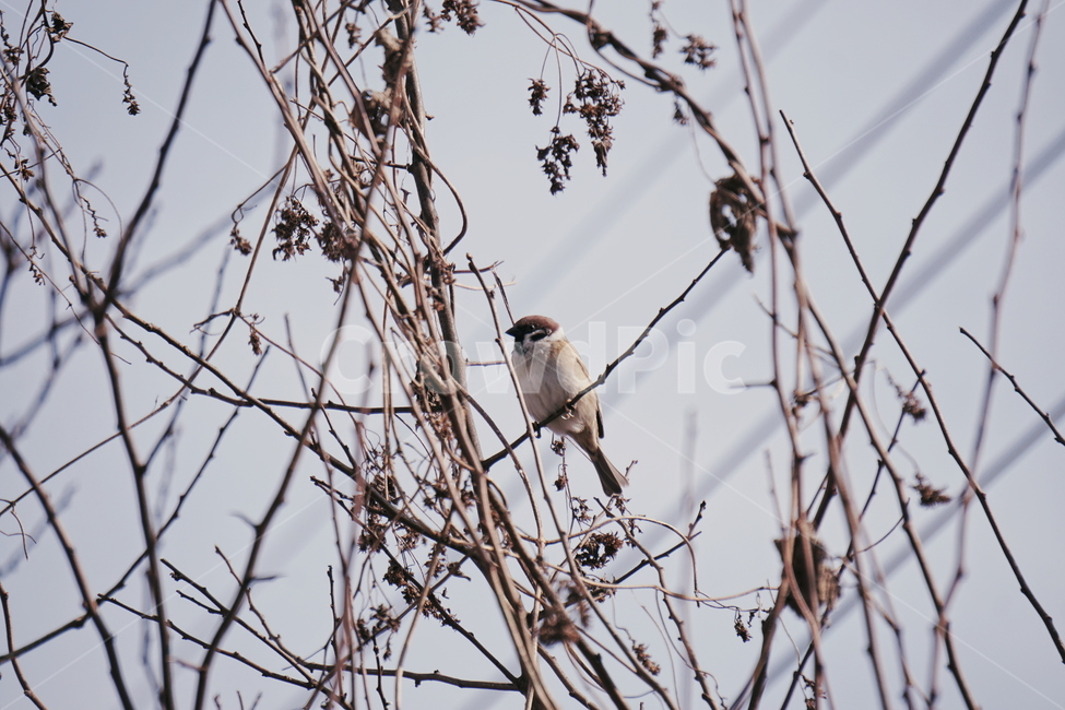 참새,sparrow,새,bird,동물,animal,finch,핀치,동물,animal,조류,새,birds