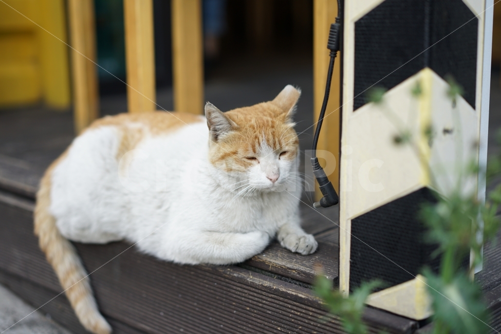 고양이,졸음,봄날,동물,야옹이,캣,cat,표정,졸림,냐옹이,야옹,친구,일상,귀요미,동물,animal,고양이,cat,kitten,kitty,포유류,mammal