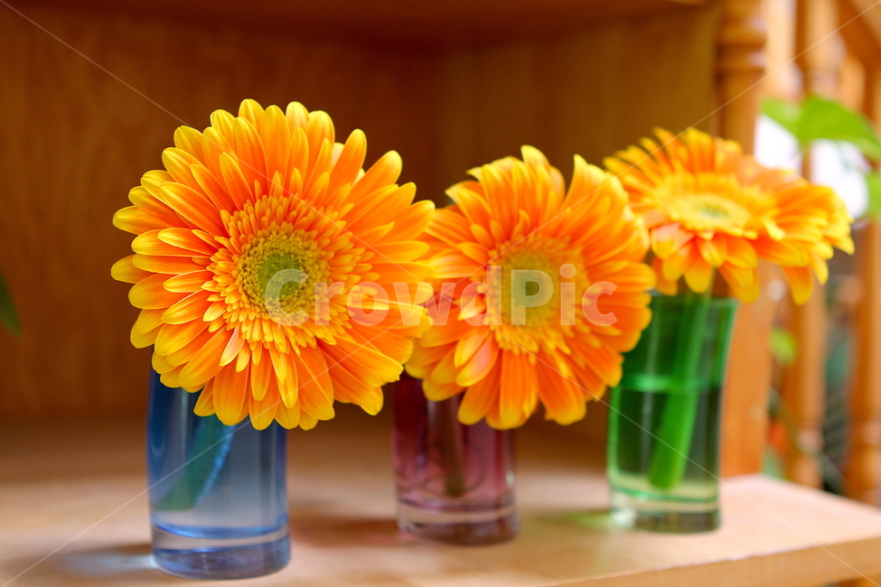 주황,꽃병,꽃,base,flower,꽃,flower,실내용화초,화분,화초,house plant