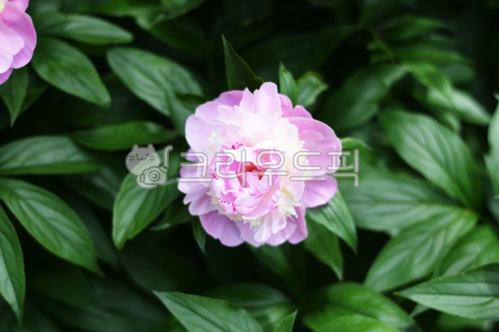 작약,작약꽃,꽃,핑크꽃,식물,화초,봄꽃