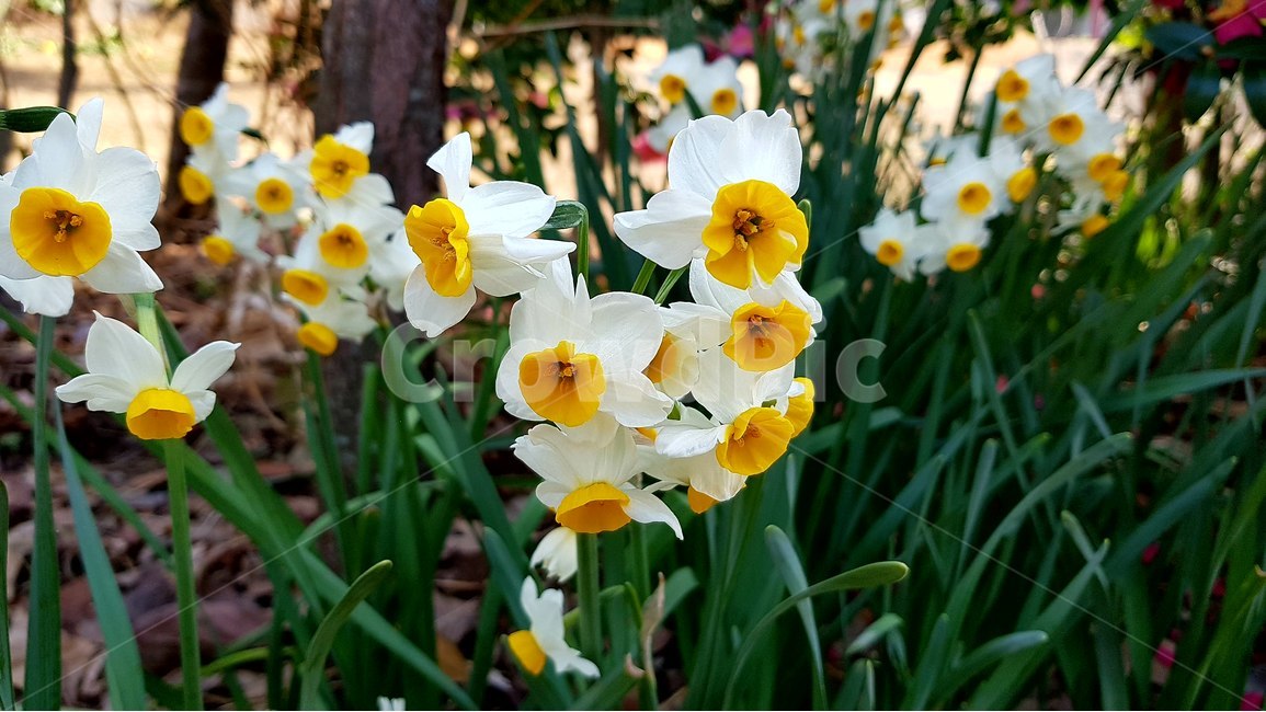 꽃,수선화,화단,봄,flower,식물,자연,plants,nature,꽃,flower