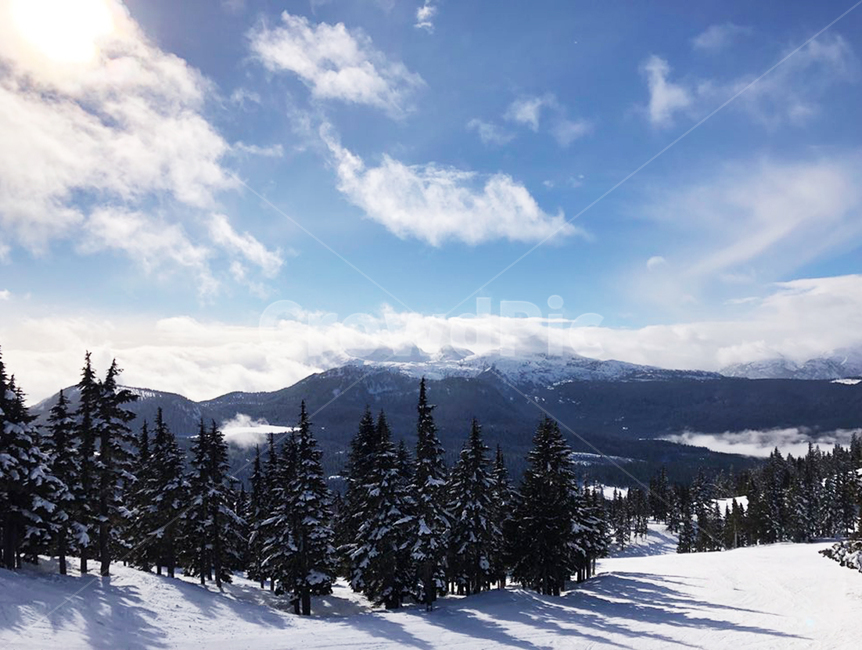 canada winter,tree,snow field,winter landscape,winter sky