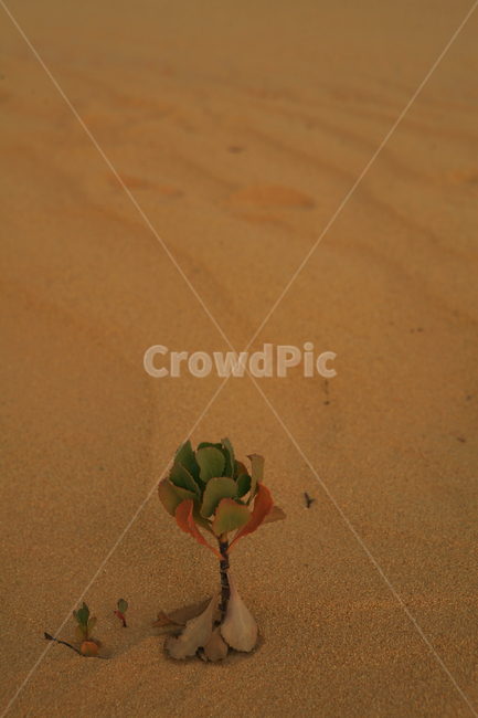 모래,사막,배경,질감,sand,nature,자연,dune,outdoors,바람,desert,식물,생명,soil