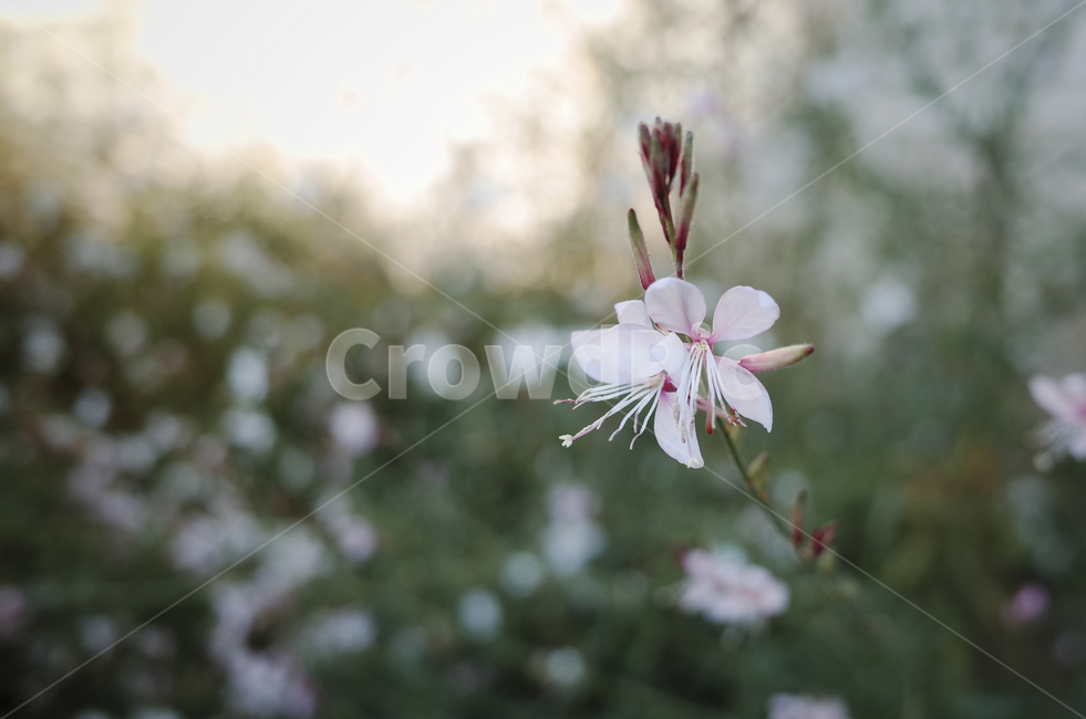 꽃,flower,식물,plant,green,초록,잎,들꽃,white,하얀꽃,하얀,흰,흰꽃