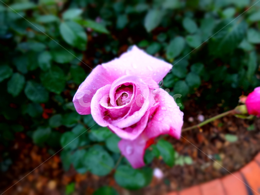 waterdrop,flowergarden,flower garden,spring,petal,springrain,bluelight,spring rain,park,rain,blossom,nature,blue light,wetpetal,violetrose,flower,bud,outdoor,japanese rose,water drop,purplerose,wet petals,plant,purple,rose,purple rose,landscape