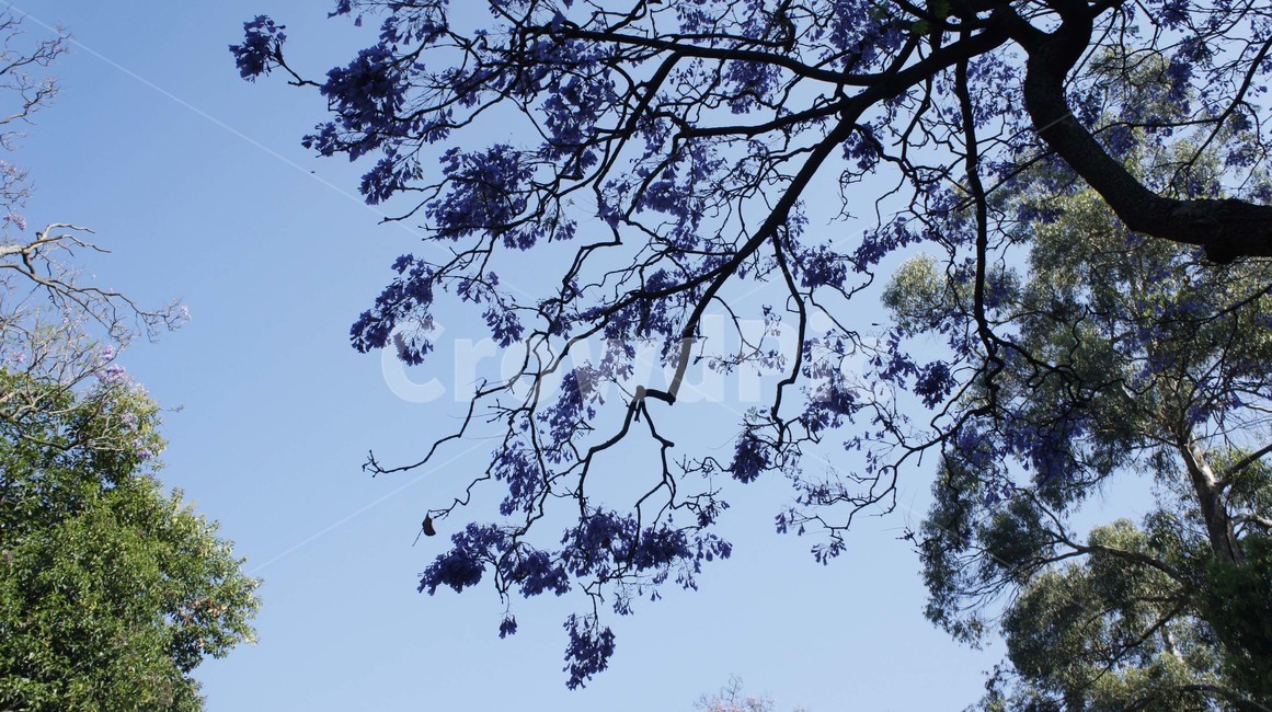 자연,꽃,나무,풍경,고화질,자연,풍경,nature,landscape,plant,식물,tree