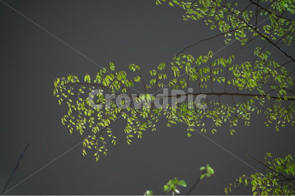 봄,나무잎,초록초록,야경,길가,밤,나무,야경,밤,풍경,nightscape,night,landscape,식물,자연,plants,nature,leaf,잎,plant
