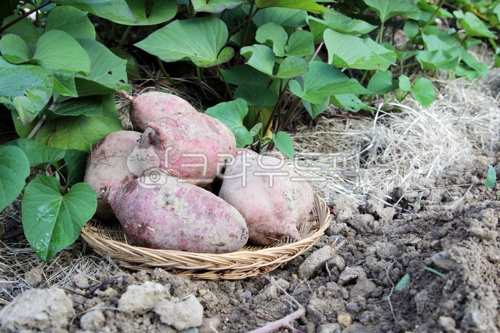 chestnut sweet potato,sweet potato stem,sweet potato,Sweet potato farming,Sweet Potato Harvest,plant,sweet potato field