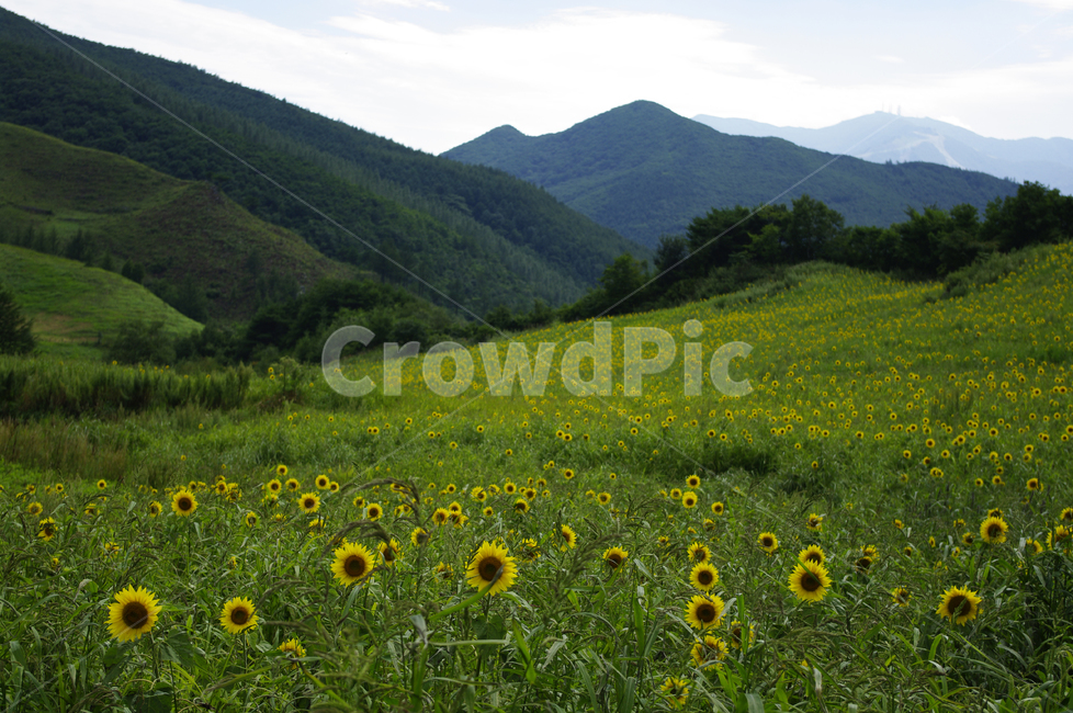 풍경,하늘,구름,꽃밭,해바라기,꽃,flower,식물,plant,자연,풍경,nature,landscape,field,들,outdoors,옥외,grassland,목초지