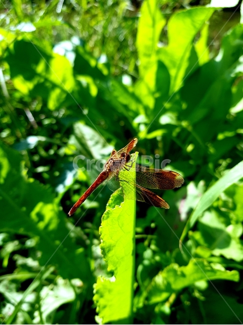 곤충,잠자리,풀숲,자연,dragonfly,식물,자연,plants,nature