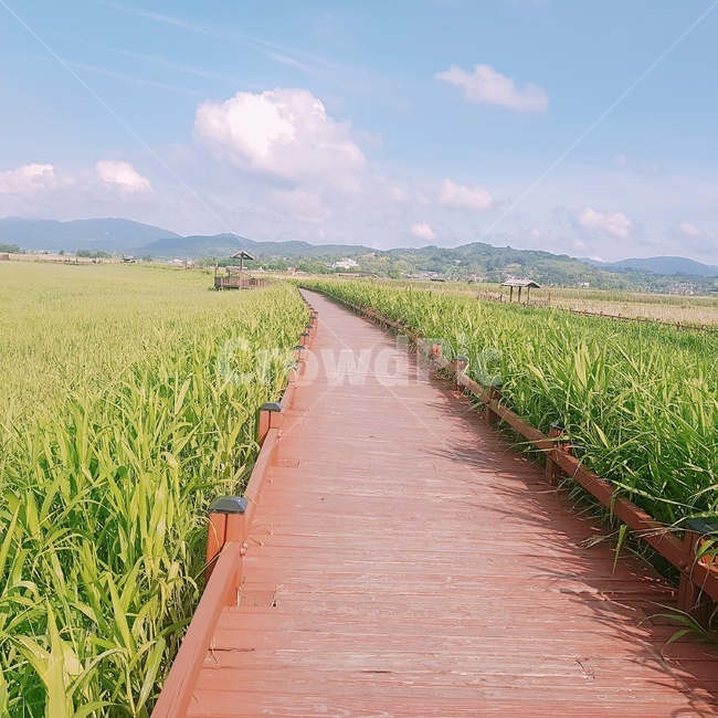 전라남도,순천,순천만습지,갈대밭,순천만갈대밭,순천갈대밭,여름순천만,여름순천만갈대밭,여름,풍경