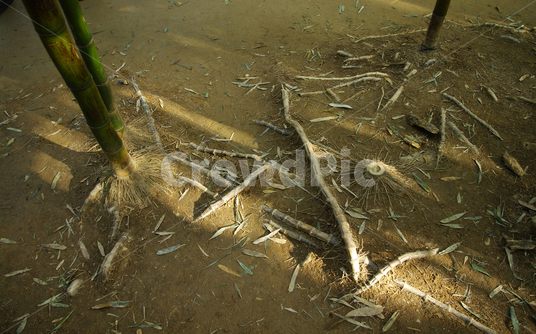 뿌리,대나무,식물,흙,나무,자연,풍경,nature,landscape,ground,바닥