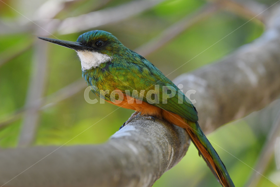 자카마르,animal,동물,beeeater,bird,새,동물,animal,조류,새,birds