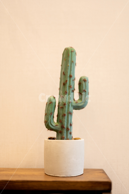 화분,선인장,인테리어,미니화분,식물,cactus,실내용화초,화분,화초,house plant