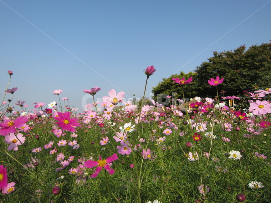 코스모스,하늘,가을,빨강,꽃,cosmos,autumn,sky,식물,만개,geranium,제라늄,flower,plant,blossom