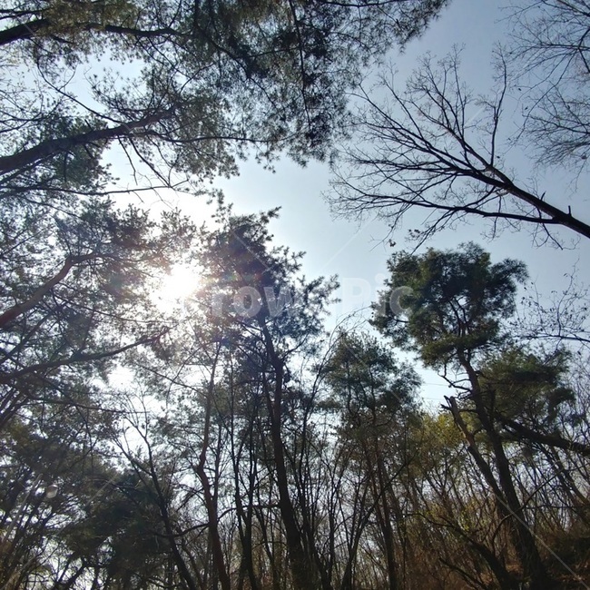 flare,플레어,tree,나무,plant,식물,sunlight,햇빛,나무가지,leaf,빛,light,녹색,green,하늘,sky