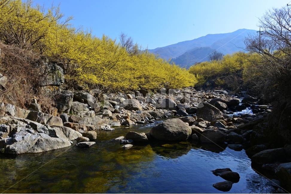 전남,구례,산동,산수유마을,산동산수유마을,산수유,산수유꽃,봄꽃,봄,계절,노랑꽃,mountain,산,mountainrange,산맥,nature,자연,outdoors,옥외,water,물,자연,풍경,nature,landscape
