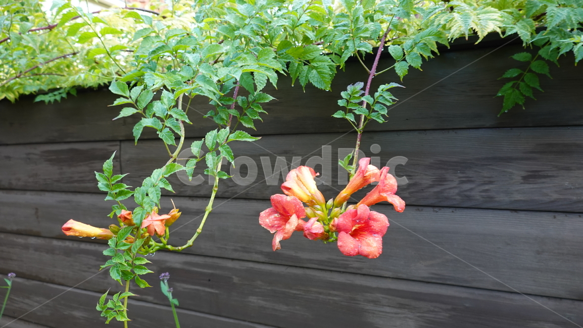 식물,꽃,plant,flower,자연,natural,식물,자연,plants,nature,꽃,flower