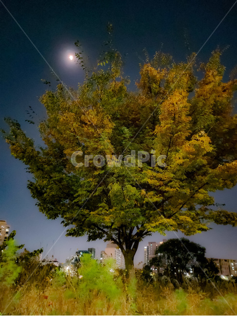 tree,나무,plant,식물,달밤
