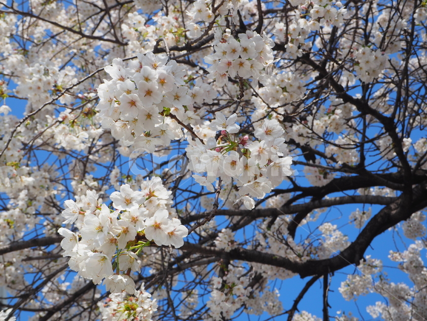 벚꽃,봄,꽃,하얀,spring,cherry,blossom,white,petal