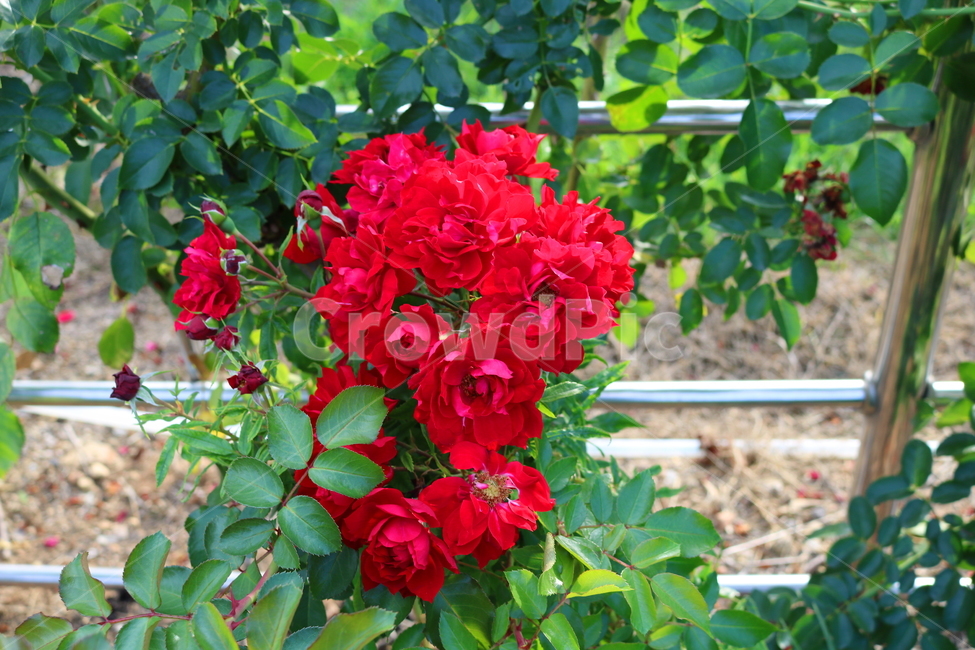 장미,꽃,장미꽃,식물,덩굴식물,붉은장미,자뎅드프랑스,자연,식물,자연,plants,nature,꽃,flower