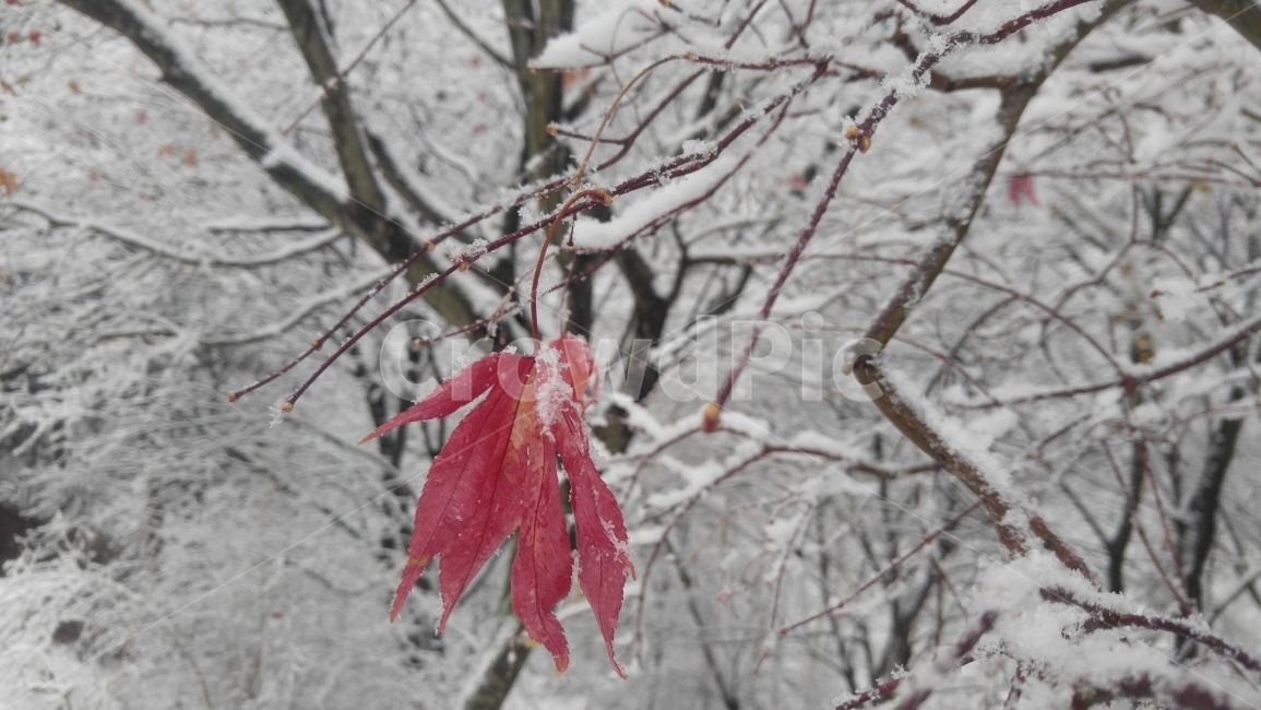 겨울,겨울산,풍경,눈,자연,겨울,계절,winter,season,식물,자연,plants,nature
