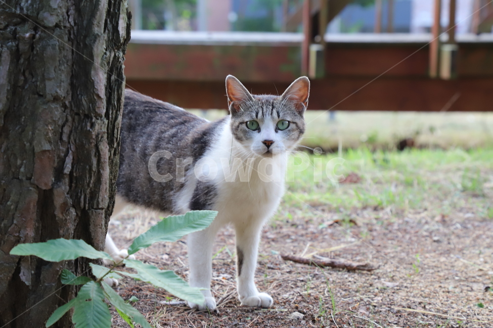 고양이,동물,길고양이,animal,cat,동물,animal,포유류,mammal,고양이,cat,kitten,kitty