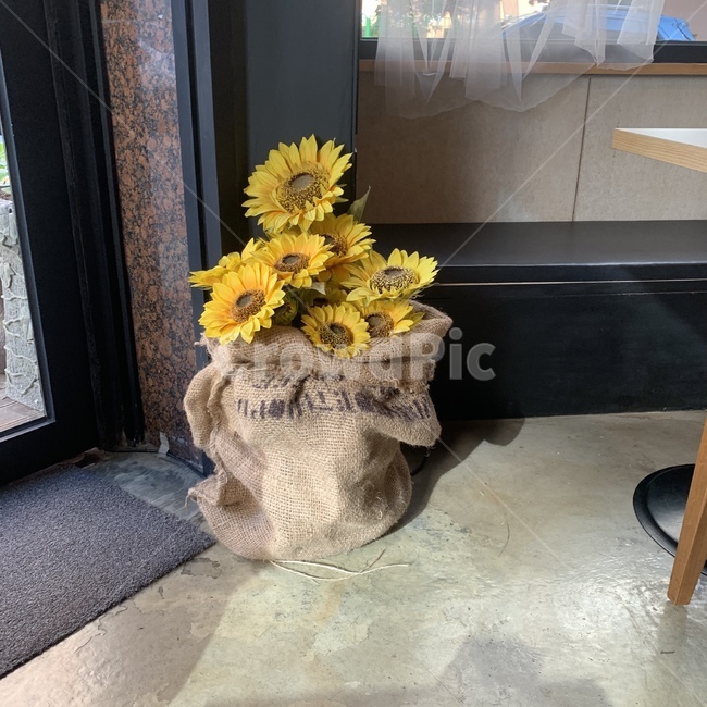 plant,식물,flooring,바닥,blossom,꽃꽂이,flowerarrangement,꽃,flowerbouquet,꽃부케,flower