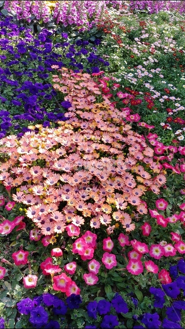 꽃,식물,자연,flower,plants,spring,nature,봄,garden,식물,자연,plants,nature,꽃,flower