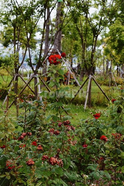 꽃,장미,공원,flower,rose,park