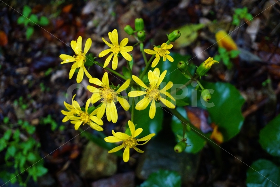 꽃,노랑,등산로,화초,식물,식물,자연,plants,nature,꽃,flower