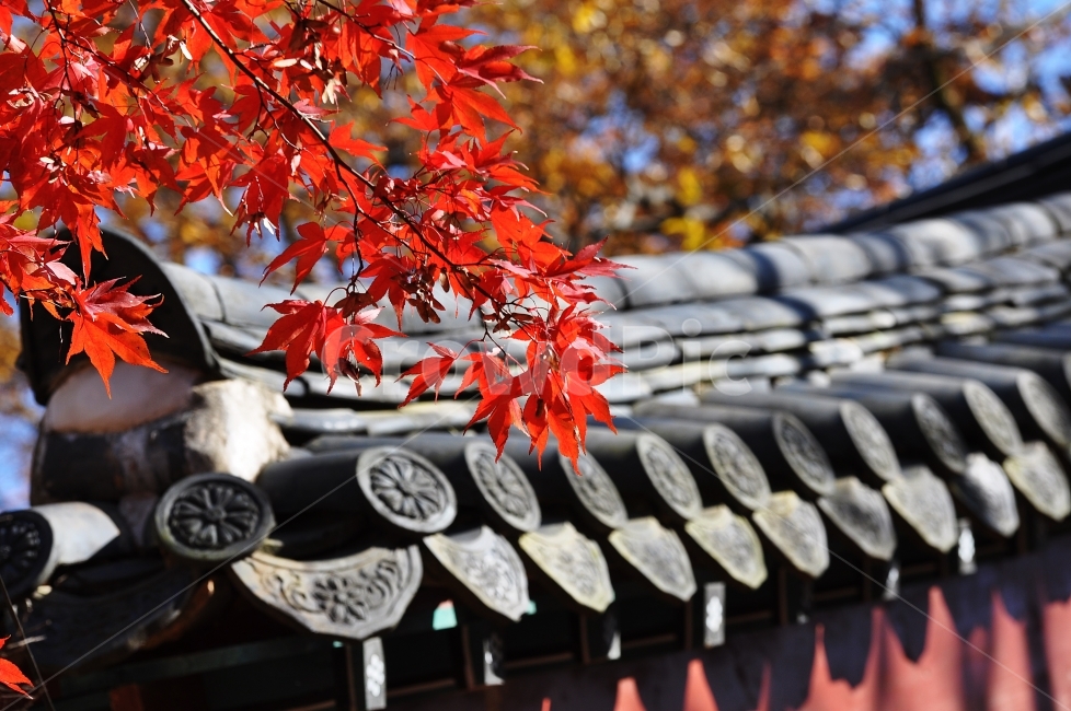 풍경,단풍,기와,한국의멋,감성,가을,계절,fall,autumn,season,한국전통,한국문화,korean traditional,korean culture,식물,자연,plants,nature,건축물,건물외관,exterior,building,structure,architecture,construction,leaf,잎,plant,tree,나무