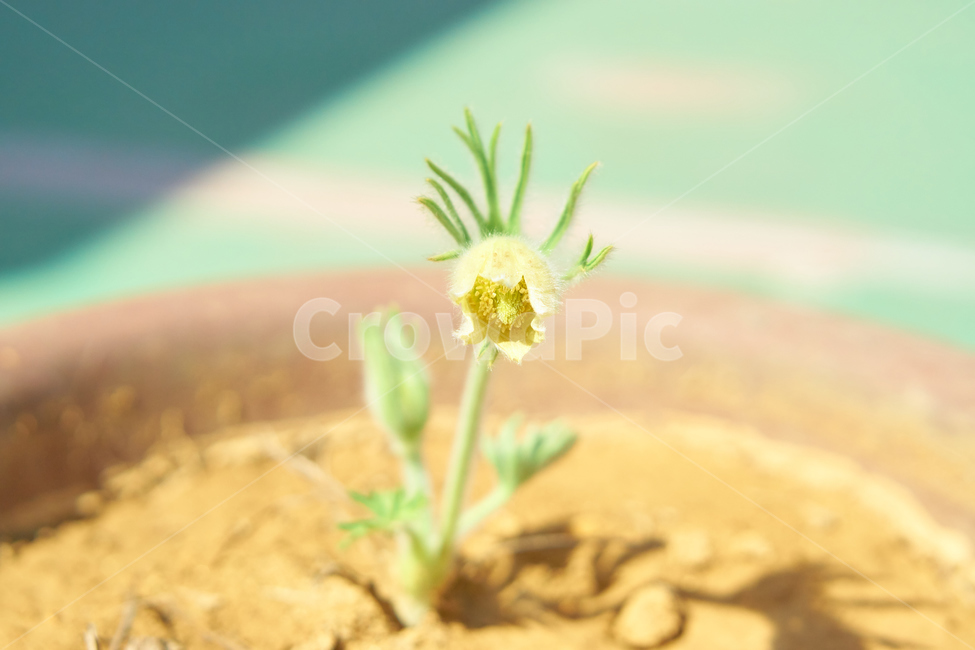 할미꽃,노란할미꽃,희귀종,식물,봄,생화,조화,들꽃,약재,pasqueflower,flower,plant,yellowflower,nature,식물,자연,plants,nature,꽃,flower